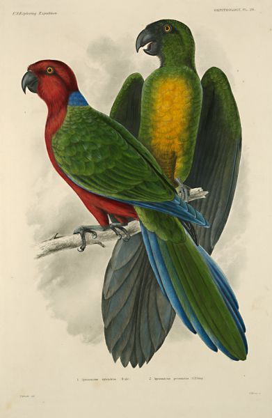 Large volume rare book entitled "United States Exploring Expedition". During the years 1838-1842 and under the command of Charles Wilkes, U.S.N. An Atlas of Mammalogy and Ornithology. Book contains illustrations. Plate number 20 illustrates 1.Aprosmictus splendens (Red Shining Parakeet) 2.Aprosmictus personatus (Masked Parakeet).