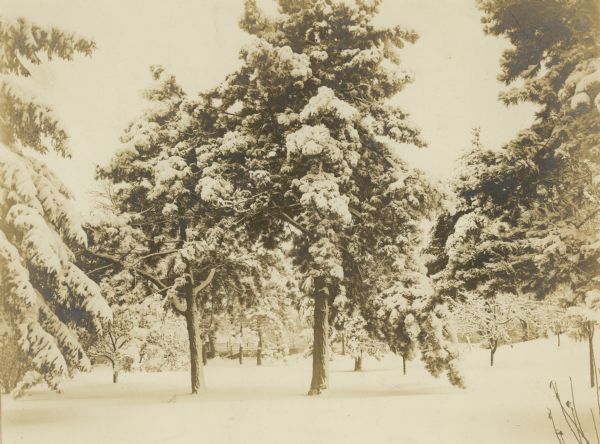 View of snow-covered trees on the west lawn of the Villa Louis grounds.