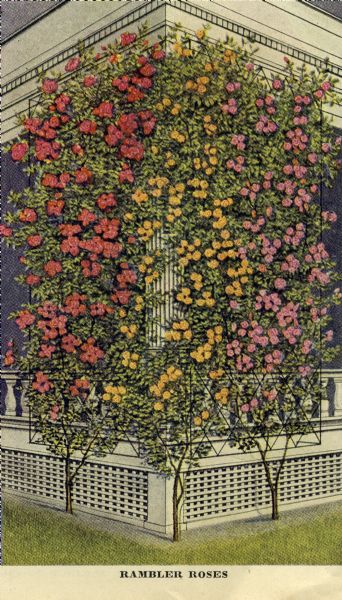 Colored image of Rambler Roses growing on a trellis at the corner of a porch.