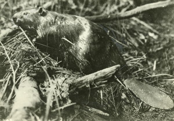 Beaver among twigs and small branches.
