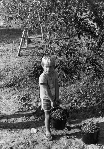 Elevated view of a boy holding a pail of cherries. Another filled pail rests on the ground in a Door County orchard.