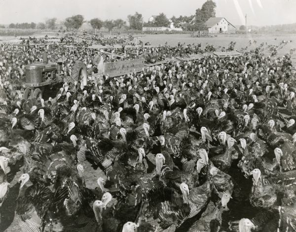 A farmer standing near a tractor amidst turkeys at Reif Turkey Farm. The original caption reads: "Mr. Glenn Reif uses Farmall H for general farm work, belt work on feed mill, and for pulling roosts, etc. Scene shows Reif with train of feeders coupled together ready to move."
