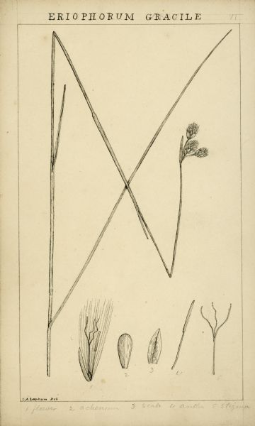 Drawing by Increase Lapham of Eriophorum Gracile. It is a species of flowering plant in the sedge family, Cyperaceae. It is known by the common name slender cottonsedge, or slender cottongrass.