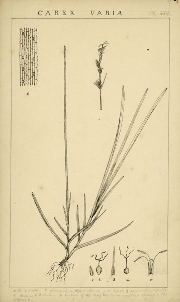 Drawing by Increase Lapham of Carex Varia. It is a genus of plants in the family Cyperaceae, commonly known as sedges. Other members of the Cyperaceae family are also called sedges, however those of genus Carex may be called "true" sedges, and it is the most species-rich genus in the family.