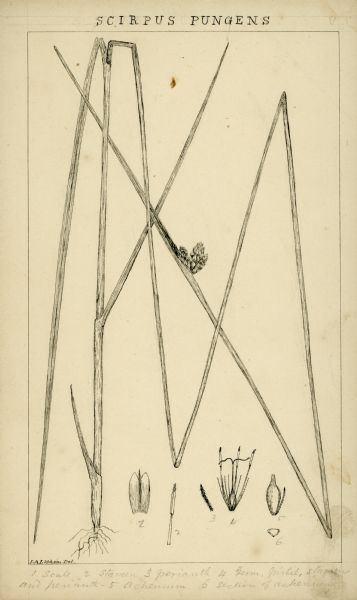 Drawing by Increase Lapham of Scirpus Pungens. It is a species of flowering plant in the sedge family known by the common name Common Three-Square. It is a herbaceous emergent plant that is native to the Americas, Europe, Australasia, and elsewhere.
