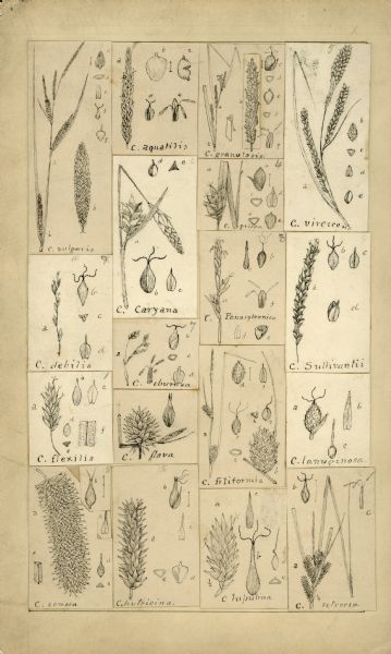 Drawings of Species of Carex Cyperaceae | Drawing | Wisconsin ...