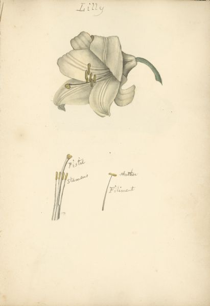 Drawings of a Lilly by Increase Lapham.