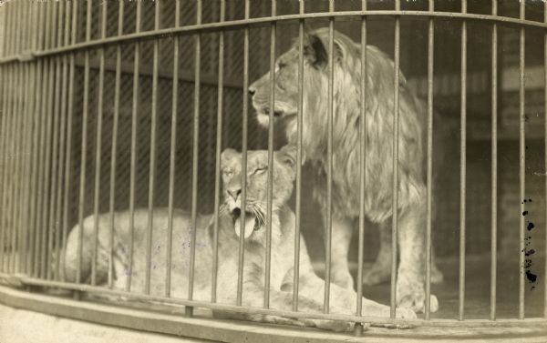 View of a caged lion couple. The female lion is roaring or yawning with her tongue stuck out.
