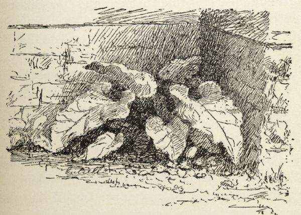 Drawing of a burdock planted at the foundation of a building.