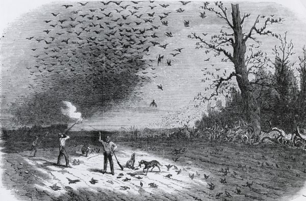 Illustration of four men shooting at a thick flock of wild pigeons. Hunting dogs are gathered around them in the field, which has a number of dead birds.
