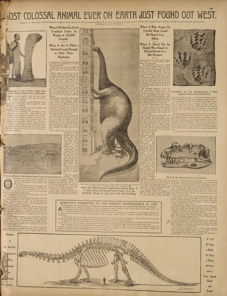 An article entitled "Most Colossal Animal Ever On Earth Just Found Out West," about the discovery of brontosaurus remains. The article includes illustrations, such as a drawing of a dinosaur standing on hind legs next to the New York Life building.