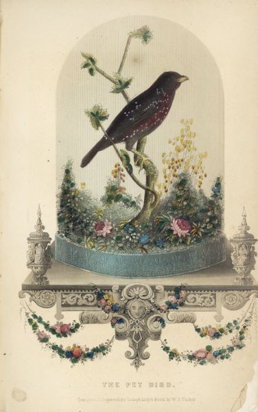 A colored engraving depicting a bird under a glass dome with flowers and plants on a decorative shelf.