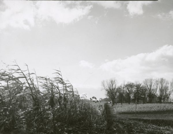 View of a farm partially hidden by trees with a cornfield in the foreground.
