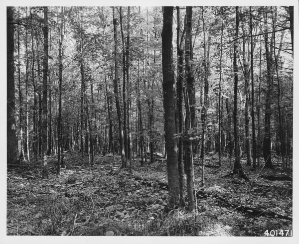 View of mixed hardwoods, predominantly maple, in Nicolet National Forest.