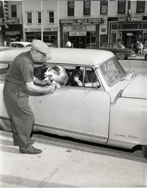 Dogs in a car being fed ice cream cones by a man standing on the sidewalk and a woman sitting inside the car. The car is a Rambler Custom. Across the street is a drug store, Marshall-Wells Store, McClyman Hardware, and the Normandie Bar.