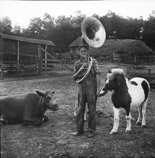 Member of a local farmers' band practicing in a barnyard with a cow and pony. Another animal, unidentified, stands behind the sousaphone player.