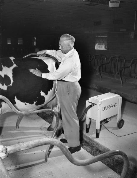 A man vacuuming the back of a cow in a barn using a DAIRY-VAC machine.