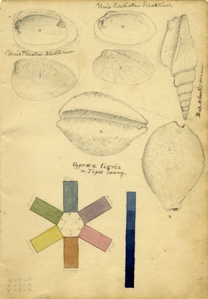 Increase Lapham's drawings of <i>Unio plicatus</i> and <i>Unio radiatum</i> (?) from the Scioto River, <i>Cypraea tigris</i> (Tiger cowry), and an Atlantic Ocean shell. The page also contains a color wheel.