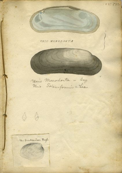 Increase Lapham's drawing of a <i>Union mondonta</i> (or <i>Unio soleniformis</i>) shell. There are also two views of another shell drawn below and a drawing of <i>Unio scalenius</i> pasted on at the bottom of the page.