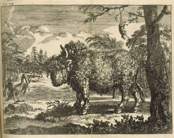A wildlife scene featuring a buffalo.