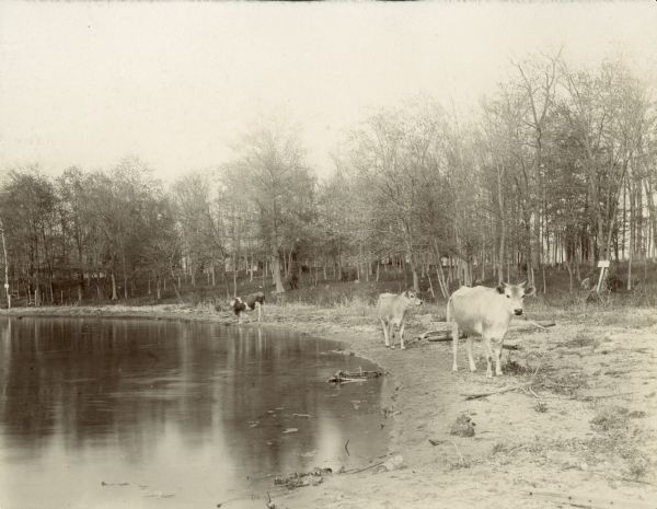 Cattle walk at the edge of a pond at Baywood Farm. There are buildings in the background among the trees.