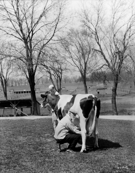 Stephen Moulton Babcock seated on a small stool and milking a cow as another man holds a harness around the cow's head. They are in a University of Wisconsin pasture.