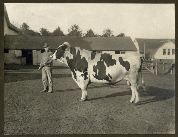 Side view of a Holstein bull in a University of Wisconsin farm yard. A man holds the bull by a nose ring secured to a pole.