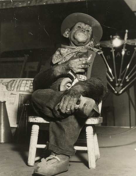 Chimpanzee dressed as a cowboy in hat, overalls, and bandanna, seated in a chair and smoking a cigarette. The animal also wears a gun in a holster, shoes, and a ring on its finger.