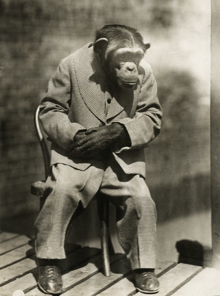 Chimpanzee dressed in a suit and sitting in a chair outdoors.