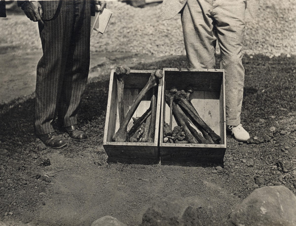 Boxed bones from graves found on University Hill (later Bascom Hill). Two men, seen from the waist down, are standing behind the boxes containing the remains.