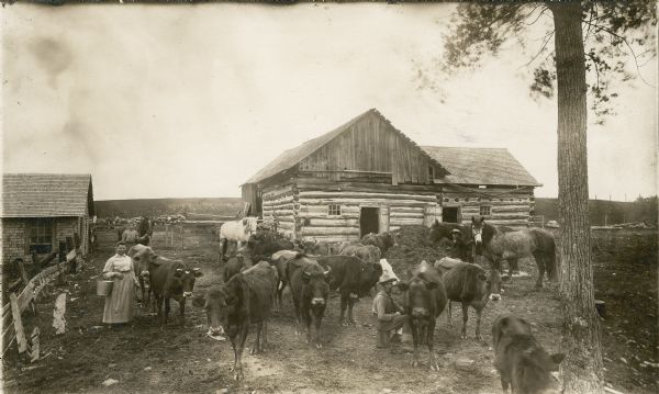 Barnyard scene on the Rollo Shurfelt farm with people milking the cows. Several horses are in the yard as well.