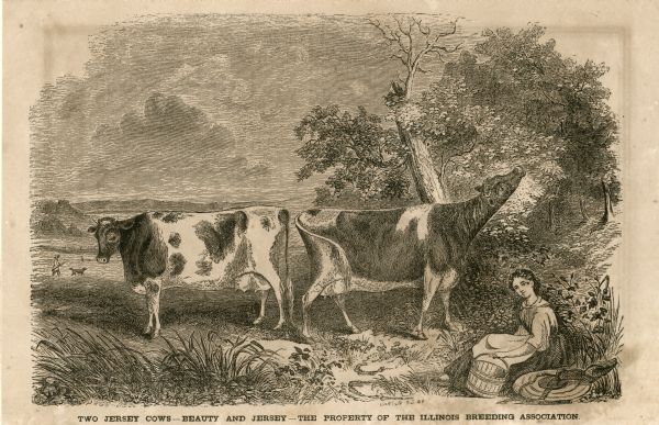 An illustration of two jersey cows and a woman holding a milking pail. Text at bottom reads: Two Jersey Cows — Beauty and Jersey — The Property of the Illinois Breeding Association.