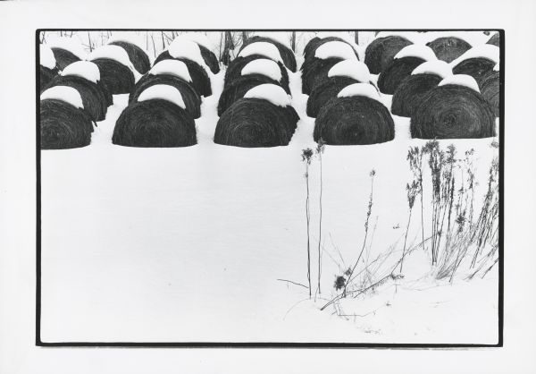 Fescue bundles lined up in a snow-covered field.