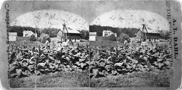 Two men are posed amid tobacco plants. Behind the men are a windmill and barn. In the center background a woman and a child stand near tall stacks of hay. Another farm building is on the left, and the farmhouse is in the far background with a stand of trees behind.