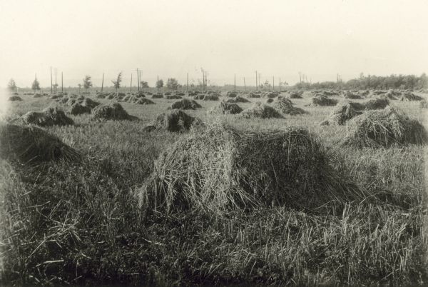 Harvested bundles of oats in a field on the Dean farm.