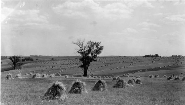 Shocks of oats form long rows in a large, rolling field. A single tree is standing in the field. On the reverse of the print is written: "Greenfield near Lancaster."