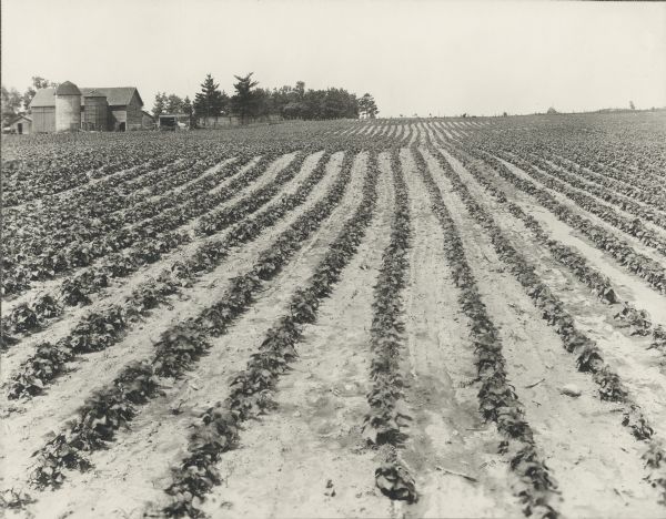 View of a field of crops at the Falls Canning Company. A barn with silos is in the background on the left.