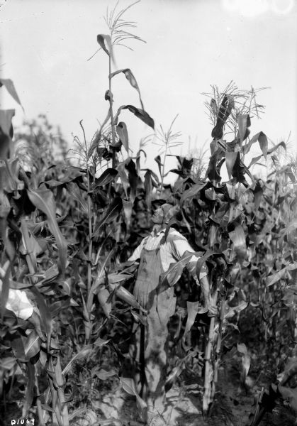 A man in overalls stands in a cornfield looking up at the tall stalks.