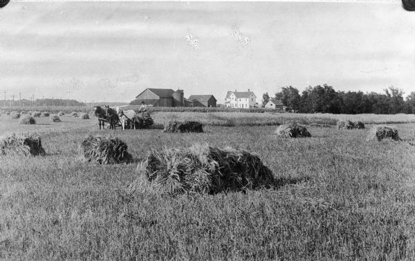 View across field of a man driving a team of horses in a field harvesting oats in the Fox River Valley.
