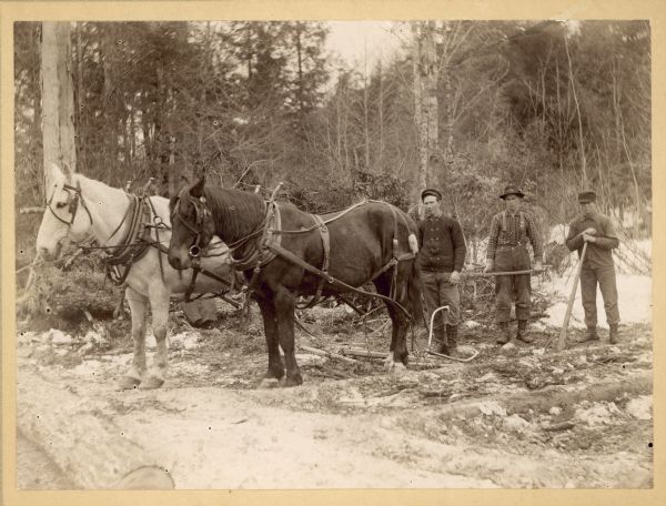 Gust Larson, Morris Anderson and another man stand outdoors behind a team of two horses, snaking logs.