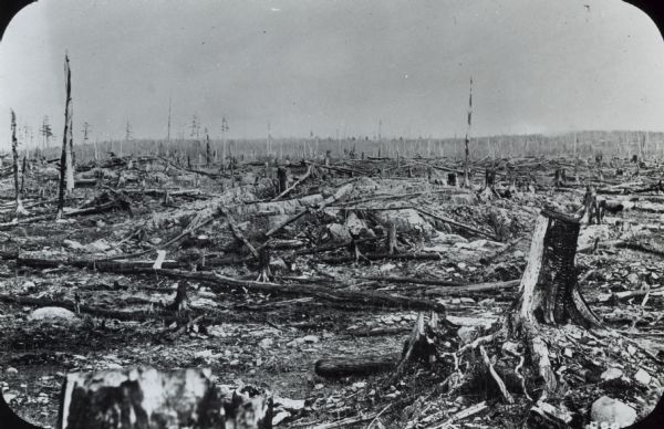 Charred stumps and cut trunks of trees in the foreground with unburned forest in the distance.