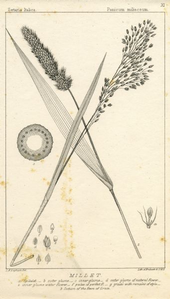 Increase Lapham's drawing of <i>Setaris Italica</i> or foxtail millet and <i>Panicum miliaceum</i> or proso millet. There are also inset drawings of a spikelet, outer glume, inner glume, outer glume of nuteral flower, inner glume of water flower, palea of perfect flower, grain with remains of style, and a section of the stem.