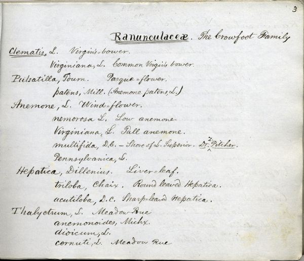 Handwritten list of plants in the Ranunculaceae or crowfoot family.