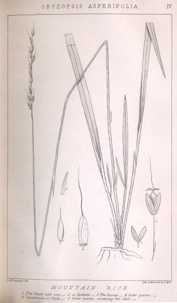 Increase Lapham's drawing of <i>Oryzopsis asperifolia</i> or Mountain Rice (Rough-Leaved Rice Grass).
