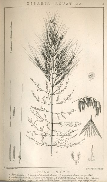 Increase Lapham's drawing of <i>Zizania aquatica</i>. The plant's common name is Northern Wild Rice.