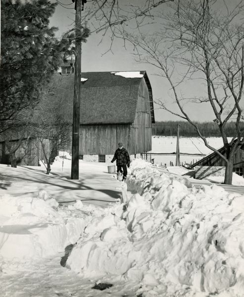 A man carrying a bucket from a barn walks behind a dog along a path shoveled through snow.