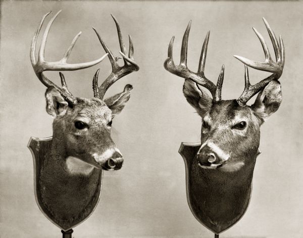 Two male deer heads are mounted on a wall.
