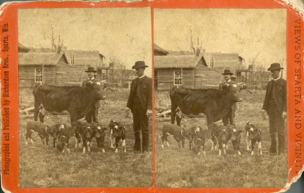 Stereograph of two men posing with a cow and her quintuplet calves. Identified as part of a "Views of Sparta and Vicinity" series.