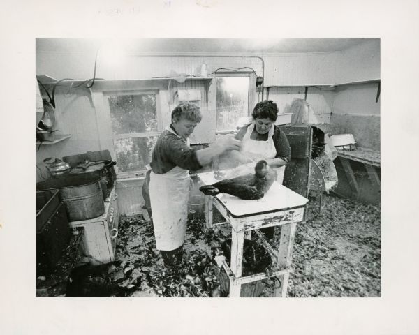 Two women are working in a kitchen plucking feathers from a goose. Caption reads: Dorothy Pautsch (left) and Jean Kuenzi cleaned a Canada goose at Louis Pautsch's bird-dressing operation.