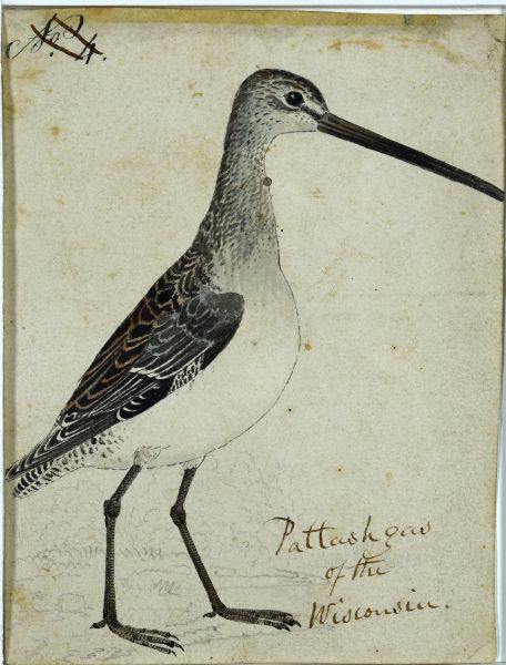 Monochrome brush drawing with watercolor wash. Prof. A.W. Schorger of Madison identified this bird in 1945 as "almost certainly a long-billed Dowitcher (Limnodromus griseus scolopaceus) in winter plumage, perhaps a bird under one year old."
